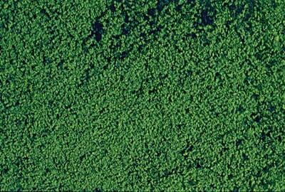 1602 filet de flocage fin vert fonce