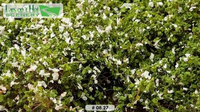 Egl alba08 27