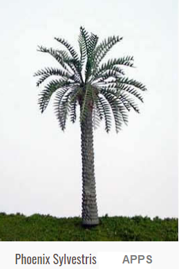 Palmier phoenix sylvestris apps